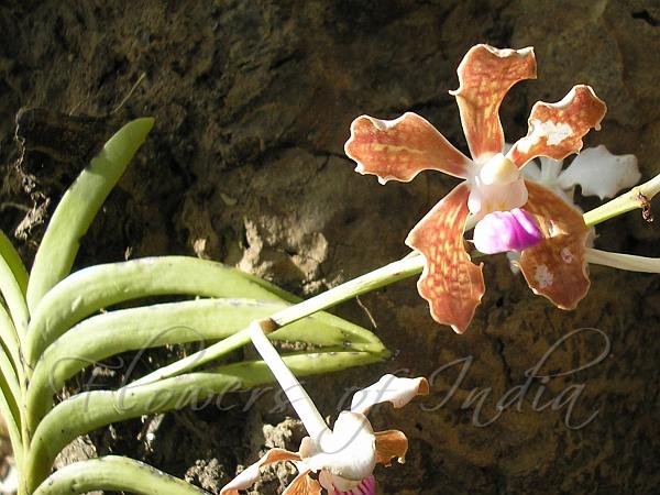 Orchid Flower Hindi Name